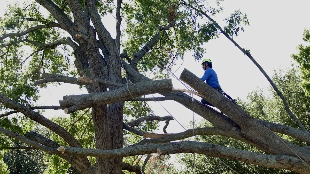 Professional Crown Thinning performed by certified arborists in Van Orin