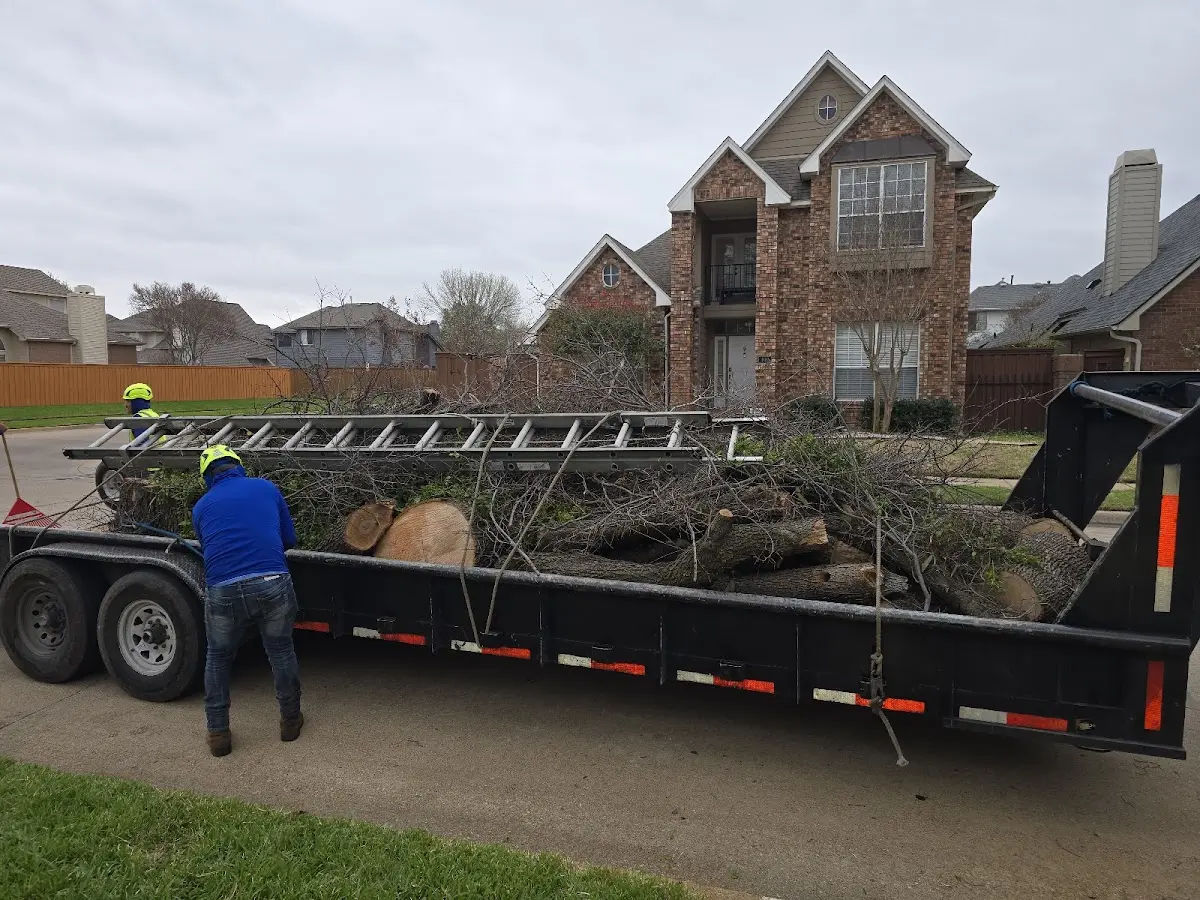 Expert Tree Pest Control with proper safety equipment in Van Orin